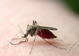 国外灭蚊神器在中国